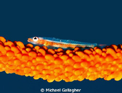 Goby on a sea whip, at f2.8 to capture the blue water bac... by Michael Gallagher 